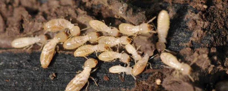 白蚁是蚂蚁的一种吗,白蚁是害虫吗