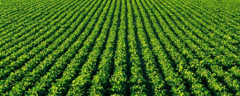 农业弱质性三种表现,农业弱质性是什么意思