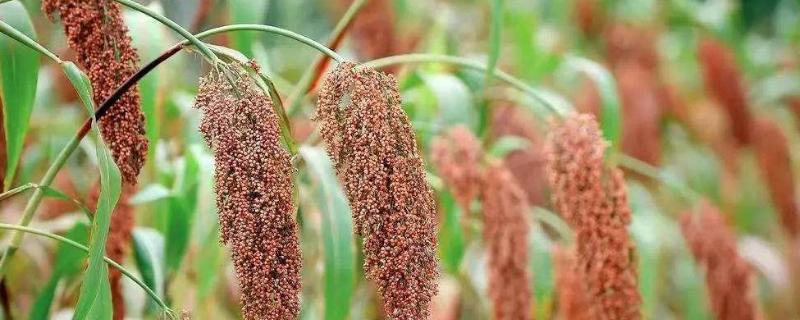 高粱一般亩产多少斤,附种植方法