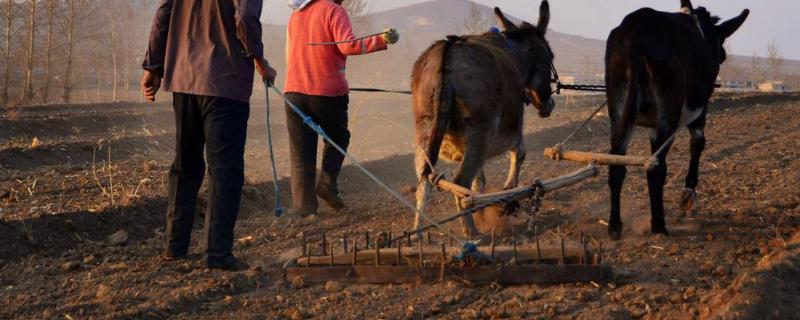 南方农民一年四季干什么农活