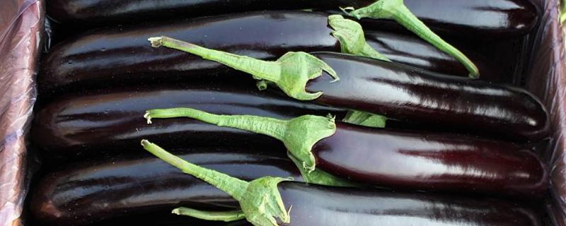 大棚茄子亩产量一般多少斤,附种植方法