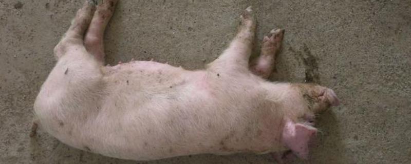 猪后腿无力站不起来用什么药,是什么原因导致的