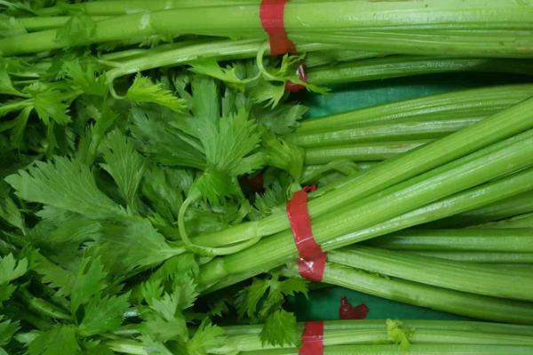 树底下种什么菜能长