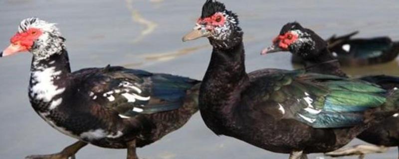 番鸭是什么,番鸭会飞吗