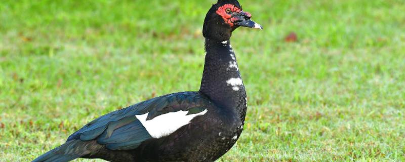 番鸭会飞吗,附养殖方法