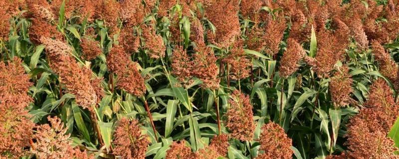 高粱种植方法,适合在哪些地区种植