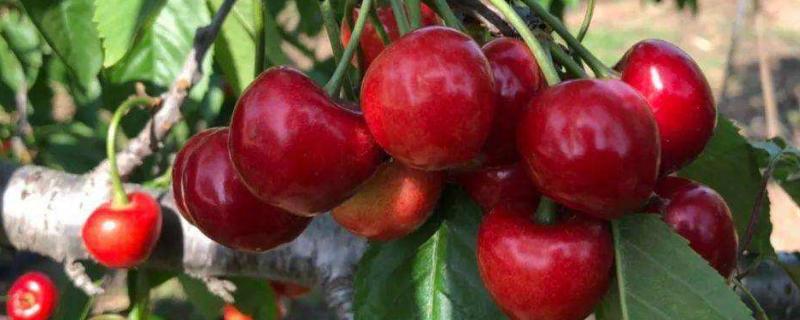红灯樱桃品种介绍