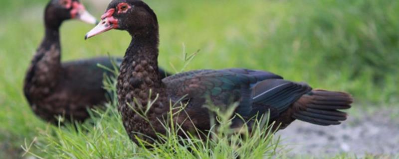 番鸭养殖技术,番鸭是什么鸭子