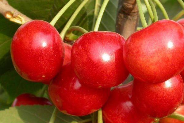 沙王樱桃品种介绍