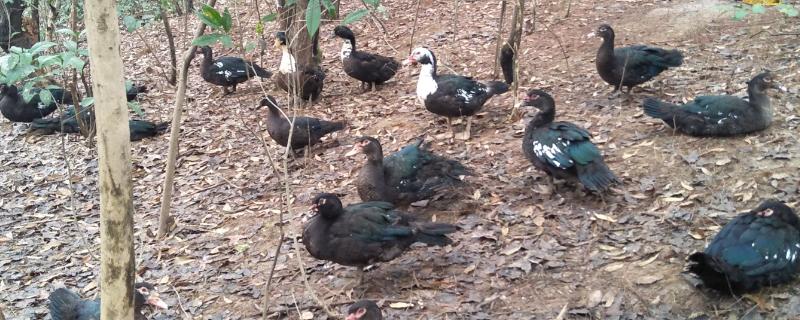 番鸭怎么养,几个月可以出栏