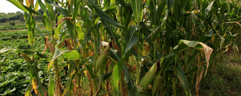 滑玉78玉米种介绍