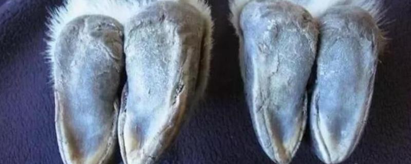 山羊的脚像什么,山羊是不是哺乳动物