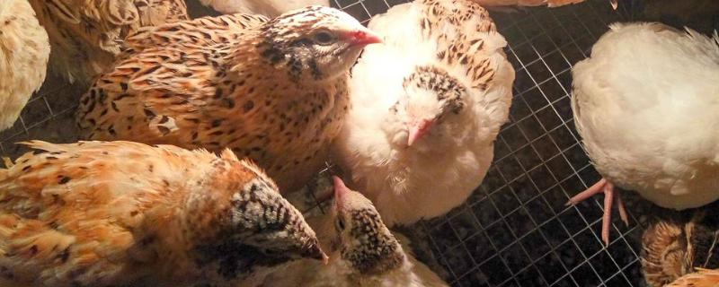 鹌鹑多少天能孵化出来,鹌鹑每天都会下蛋吗