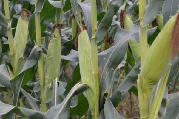 强系8178玉米种子特征,附简介