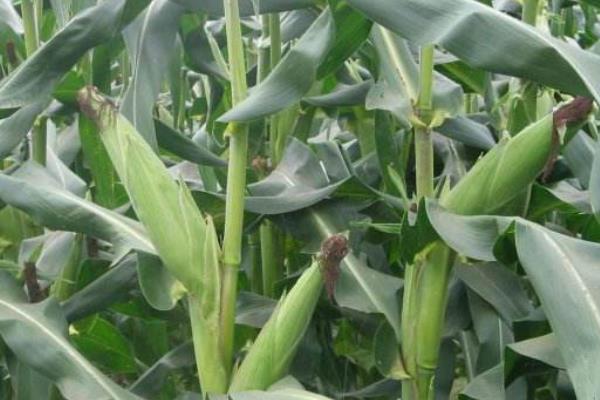 强系8178玉米种子特征,附简介