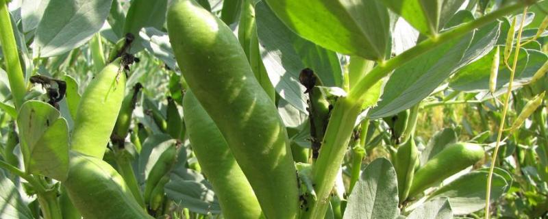 蚕豆根腐病用什么药,附症状及发病原因