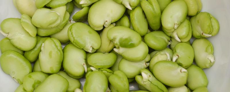 蚕豆怎么发芽，几天可以发芽