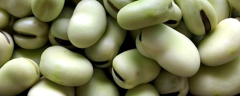 蚕豆多少天发芽,怎么发芽