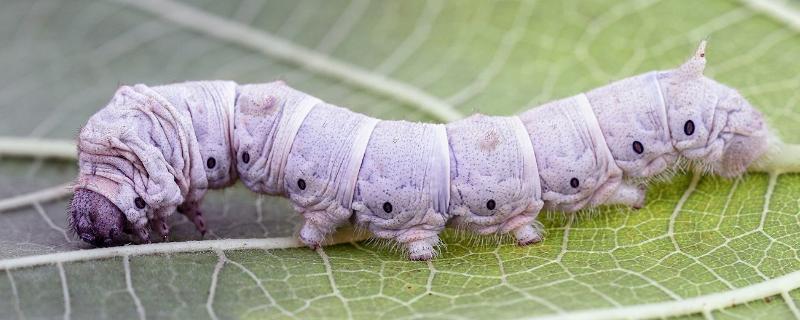 养蚕的新技术及方法,养蚕有哪四个过程