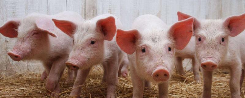 小猪能喂小苏打吗,小苏打喂猪的好处