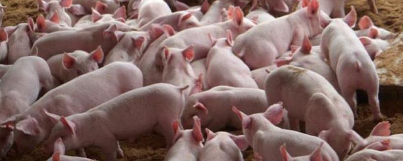 冬天猪突然不吃食是什么病,冬天猪突然不吃食怎么办