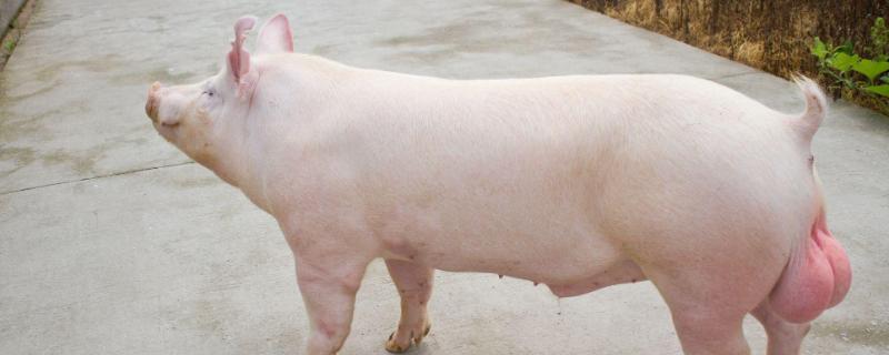 酒糟喂猪怎样喂才是最正确,酒糟喂猪的好处