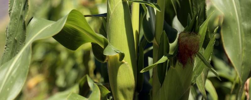 植物转基因技术有哪些,植物转基因技术的优缺点