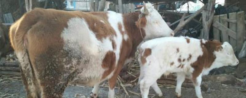 大母牛要下犊前掉球怎么办,母牛产后多久才会发情