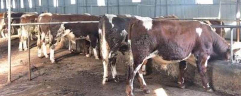 养牛可以用颗粒饲料吗,牛饲料哪种好