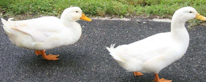 鸭子用嘴啄擦身体是为什么,鸭子在什么情况下会啄人