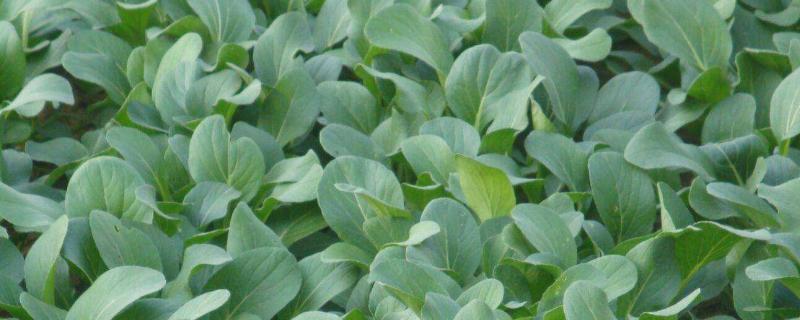 油菜防冻用什么农药,油菜叶面能不能喷施尿素