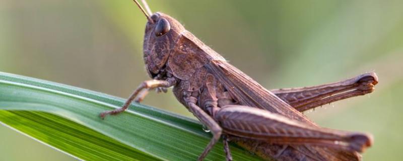 蚂蚱冬天都去哪里了,蚂蚱和蝈蝈的区别