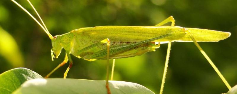 蚂蚱怎么养才不会死了,蚂蚱的寿命一般是多长