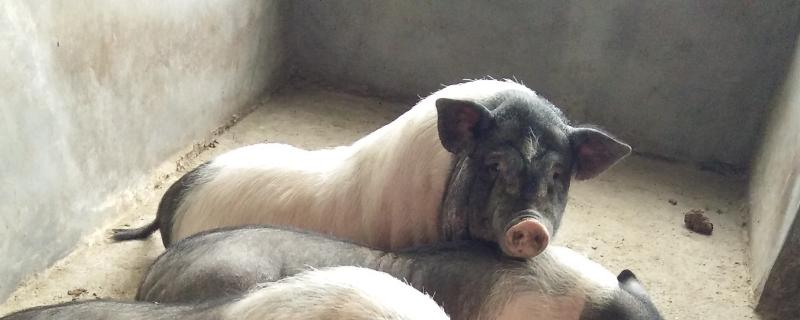 料肉比是什么意思,附计算公式