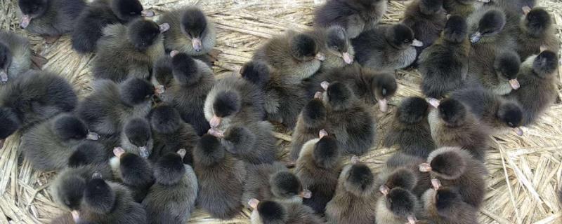 小鸭感冒什么药效果最佳用,鸭子多大可以下水