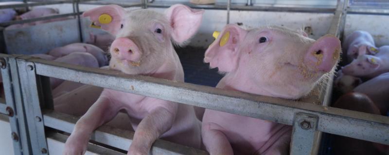 猪脑膜炎用什么药治疗,附症状及发病原因