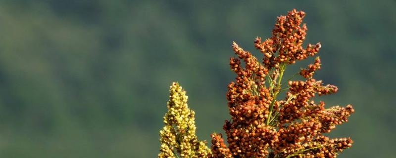 高粱指的是什么,适合哪些地区种植