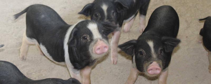 猪咳嗽厉害注射什么药治疗,是什么原因导致的