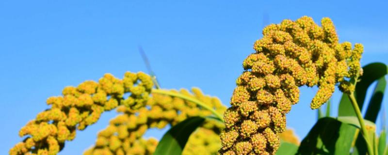 一斤谷子出多少米,附种植方法