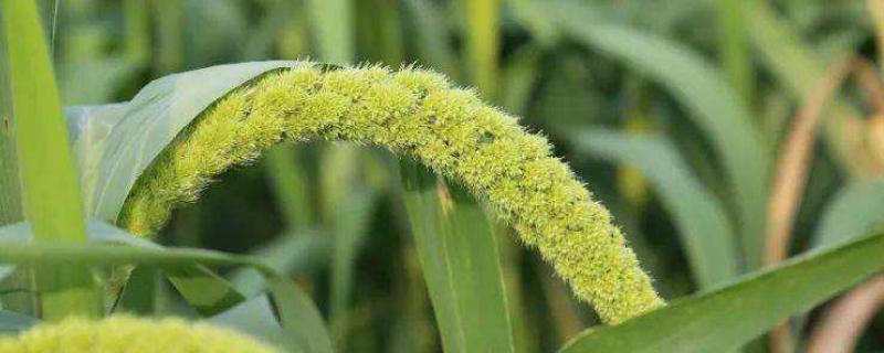 谷子打什么农药,谷子是水稻吗