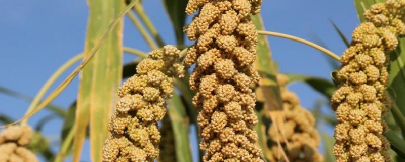 谷子是啥,几月份打谷子