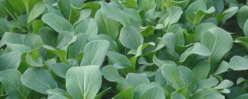 油菜红叶打什么药，是什么原因导致的