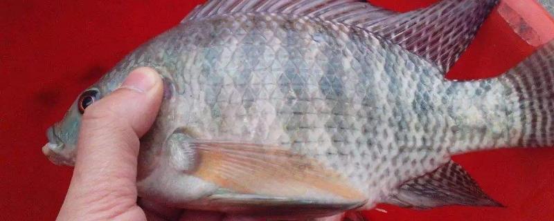 地笼如何快速捕罗非鱼,罗非鱼喜欢吃什么味型的饵料