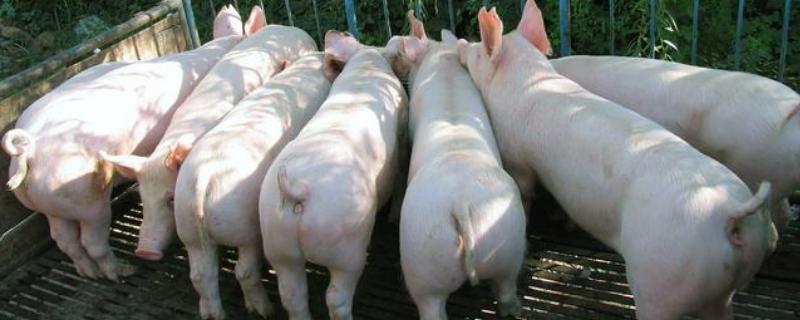 猪缺钙用什么药最快,为什么会缺钙