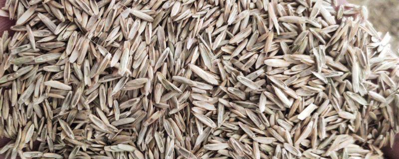 牧草种子田的建植与管理,牧草有哪些种子