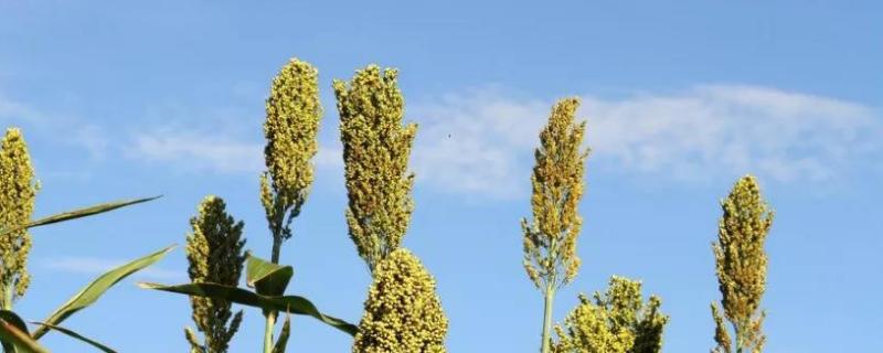 高粱别名,有什么用途