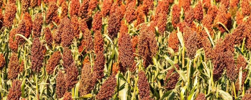 高粱什么颜色，附种植方法