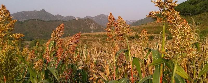 高粱的别称,附简介