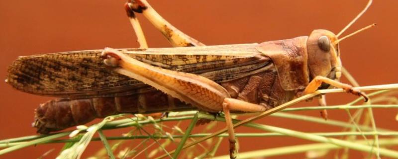 蚂蚱吃什么能养活,蚂蚱和蝗虫有什么区别