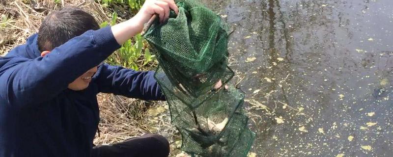 地笼为什么只有晚上才进鱼,地笼捕鱼用什么饵料好